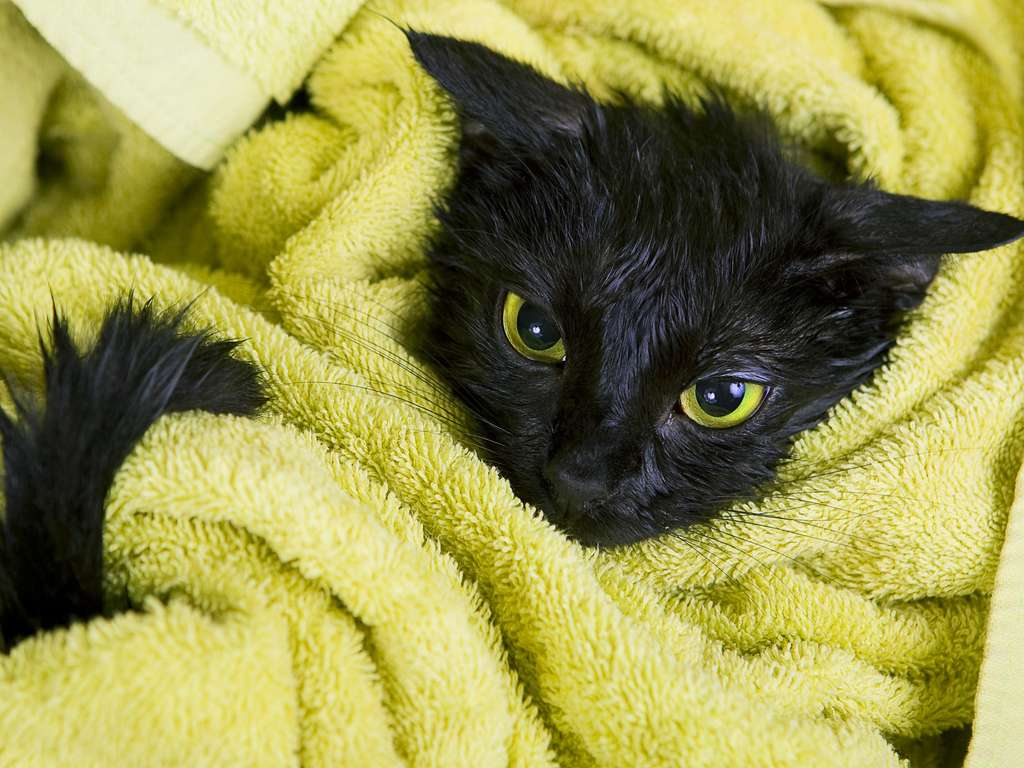 Schwarze Katze | Foto: © kalcutta - Fotolia.com Schwarze Katze | Foto: © kalcutta - Fotolia.com