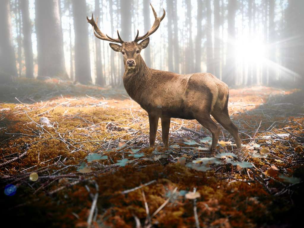 Krafttier Hirsch | Foto: (c) Fotofuchs - stock.adobe.com Krafttier Hirsch | Foto: (c) Fotofuchs - stock.adobe.com
