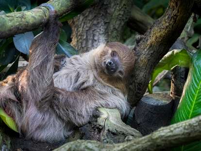 Horoskop für Samstag, 21. März - Die magische Tierwelt fasziniert | Foto: © iStockphoto.com/milan noga Horoskop für Samstag, 21. März - Die magische Tierwelt fasziniert | Foto: © iStockphoto.com/milan noga