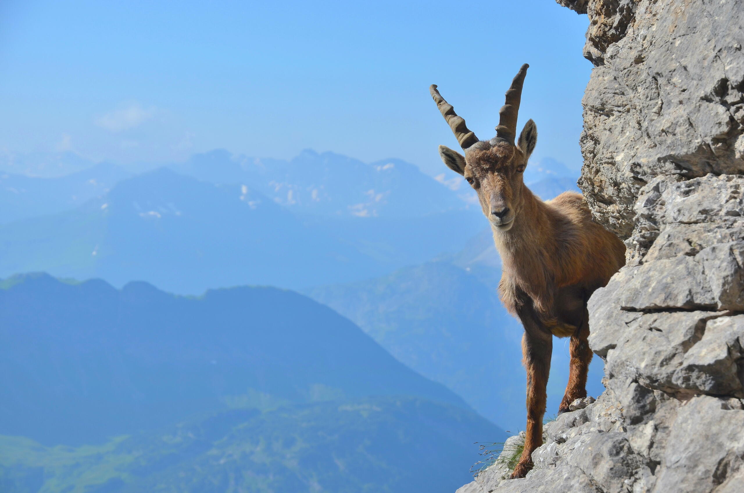 Steinbock mann singlehoroskop
