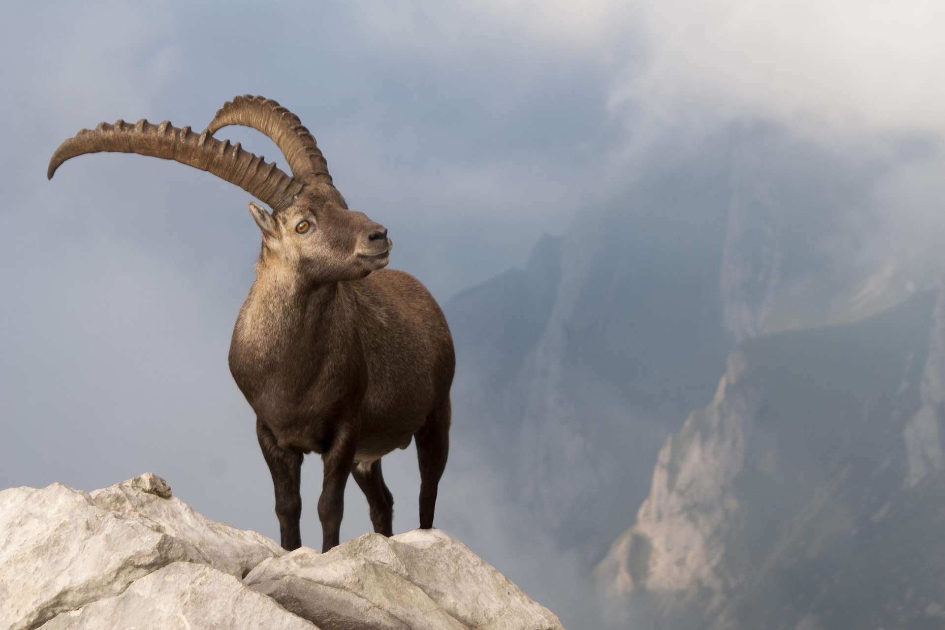 Horoskop steinbock mann single