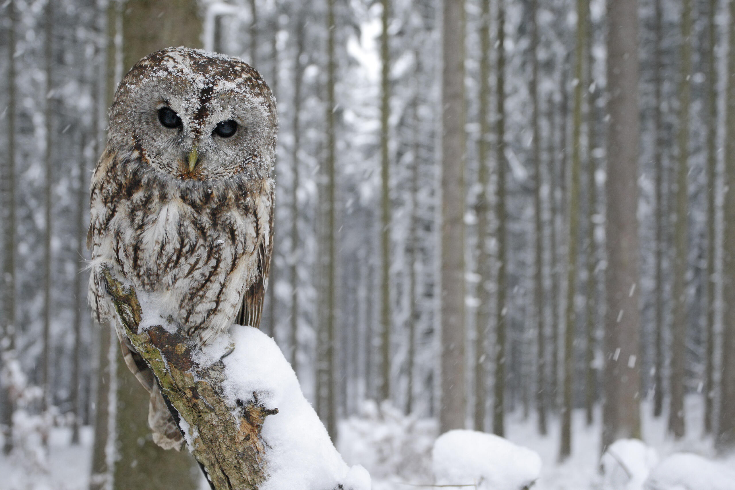 Bekanntschaften owl
